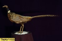 藏品(環頸雉)的圖片